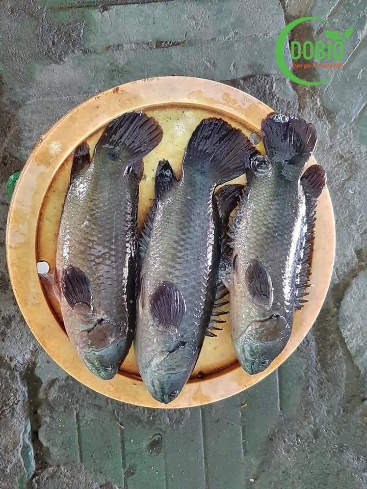 Kinh nghiệm nuôi cá rô đầu vuông - Dobio.vn