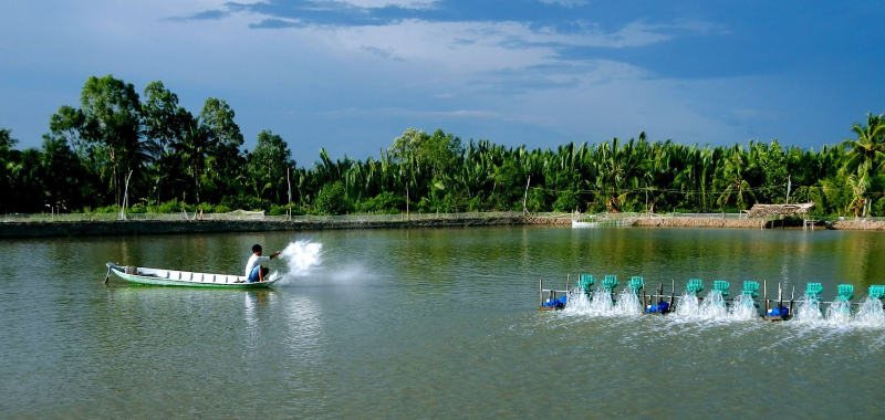 Gây màu nước nuôi tôm bằng chế phẩm EM 