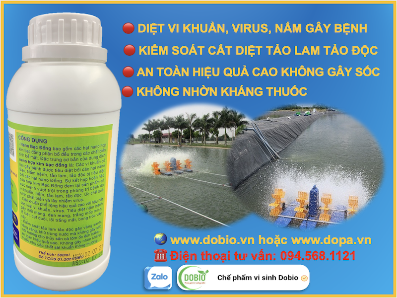 DOBIO 2000 có công dụng kiểm soát, cắt diệt tảo độc, tảo lam hữu hiệu