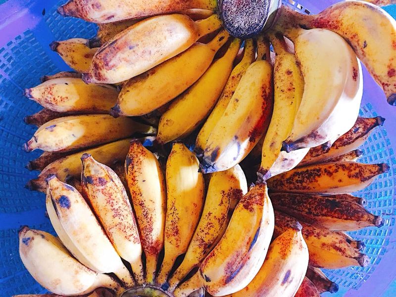 Sử dụng chuối kết hợp chế phẩm EM 
