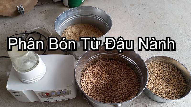 Cách làm chế phẩm EM ủ đậu tương với men vi sinh EM