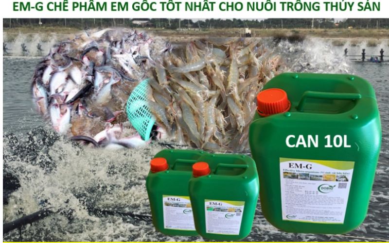 nuôi tôm bằng chế phẩm EM