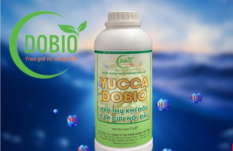 Yucca Dobio