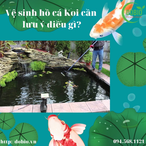 Vệ sinh hồ ca koi cần lưu ý điều gì?