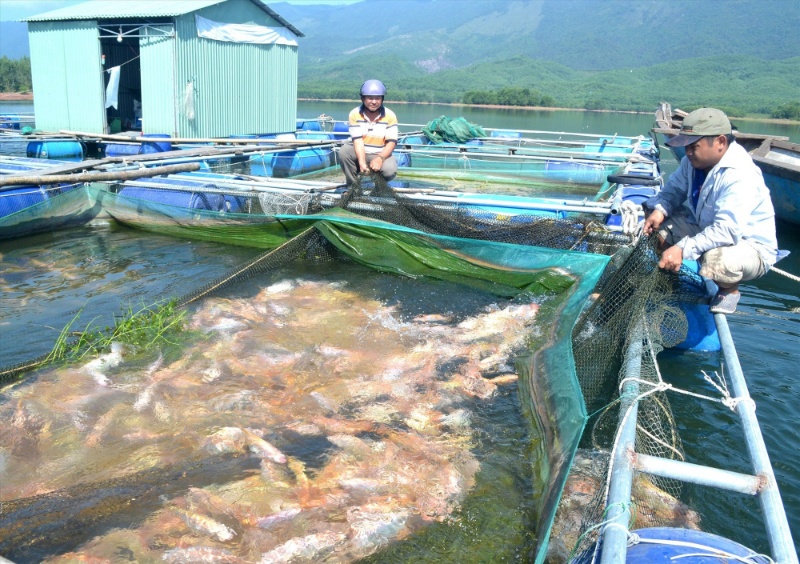 Hình ảnh một buổi thu hoạch cá của một trại nuôi thủy sản