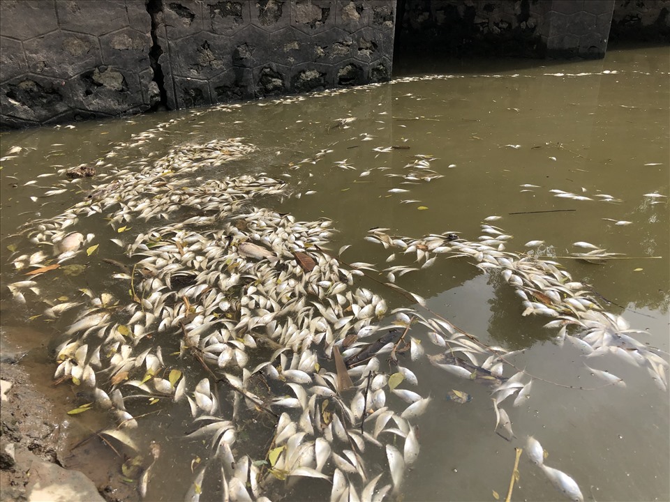 Ô nhiễm môi trường nước làm cho cá trong ao hồ chết hàng loạt