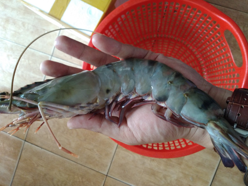 Tôm sú được phát triển trong môi trường tốt 