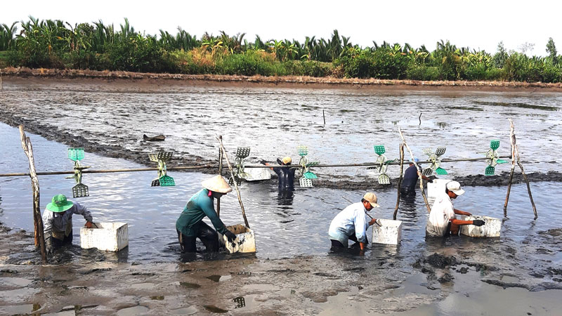 Lựa chọn vùng nuôi tôm cao