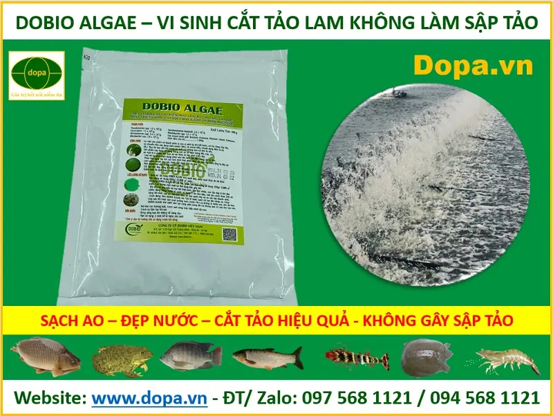 DOBIO ALGAE là chế phẩm sinh học có tác dụng diệt cắt tảo độc trong ao nuôi hiệu quả