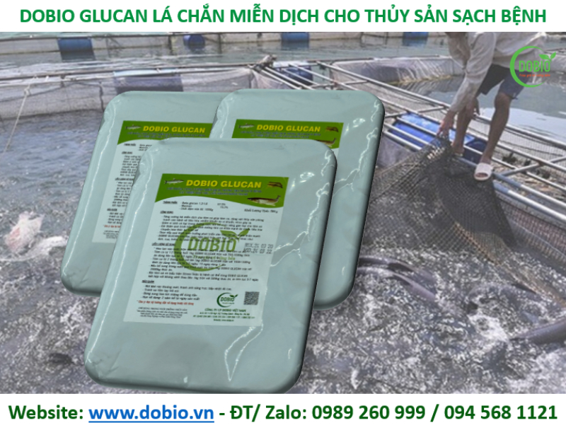 Hướng dẫn bà con cách sử dụng men tiêu hóa cho cá DOBIO GLUCAN