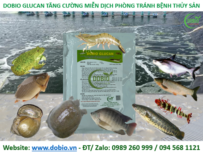 Chăm sóc cá rô phi sau điều trị bệnh bằng chế phẩm Dobio Glucan