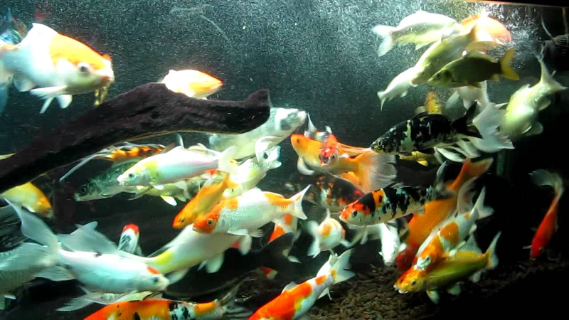 Vi sinh giúp cho nước nhanh ổn định 