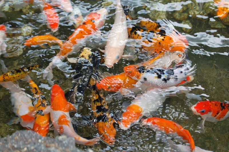 Phòng ngừa bệnh cho cá