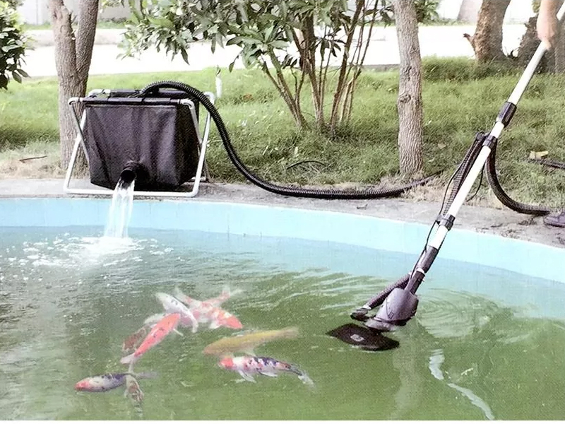 Vớt các mảng bám có trên mặt hồ cá Koi 