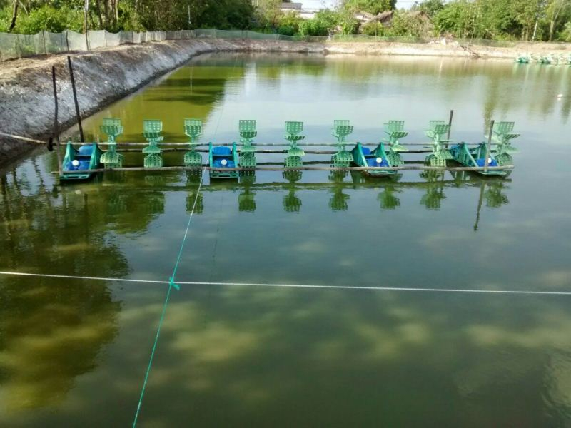 Không cắt tỉa tảo thường xuyên 
