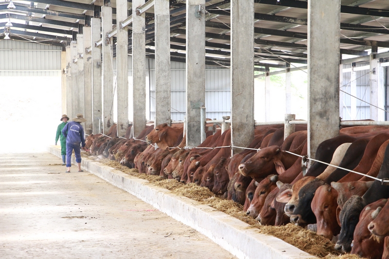 Chế phẩm EM tác động tốt đến việc chăn nuôi