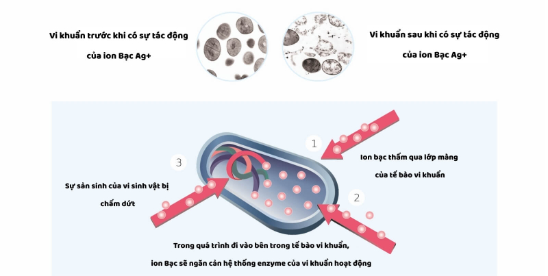 Cơ chế khử mùi hôi 