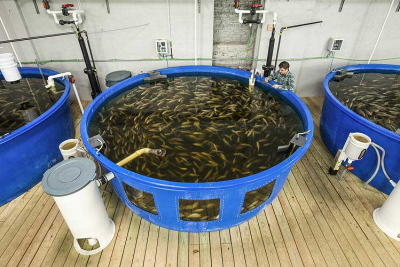 Công nghệ ras thường được sử dụng để nuôi thủy sản mang giá cao