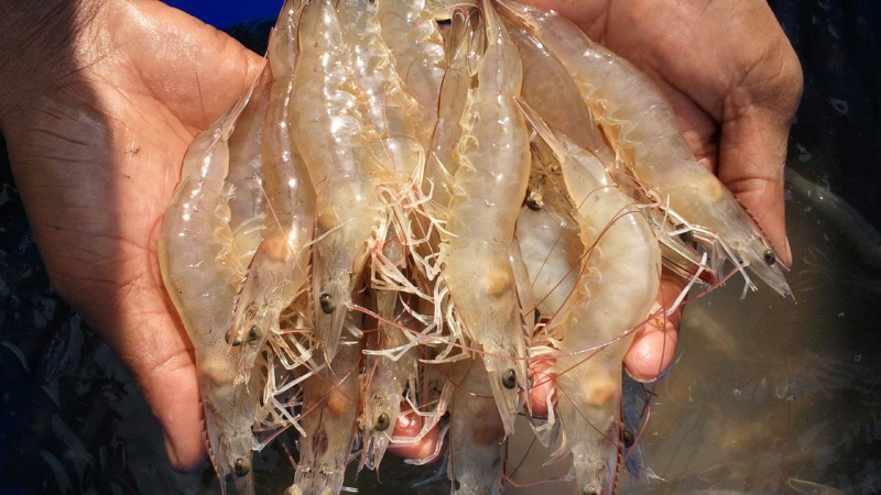 Cách kiểm soát độ kiềm trong ao