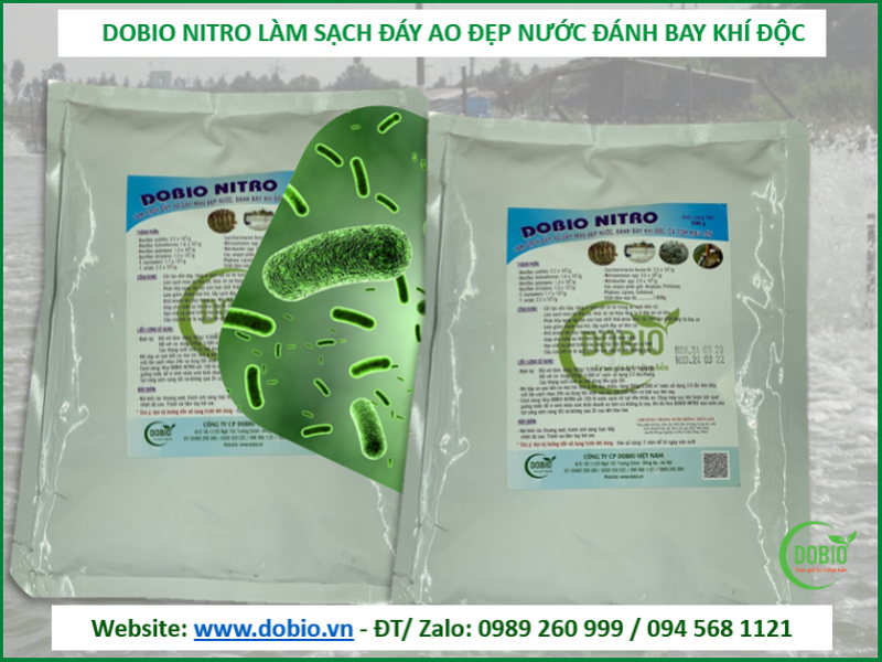 Xử lý hồ cá bị xanh bằng chế phẩm sinh học Dobio Nitro