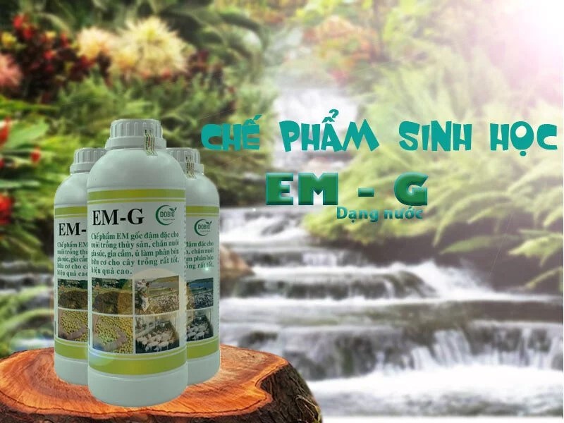 Những thông tin thú vị về chế phẩm vi sinh EM gốc