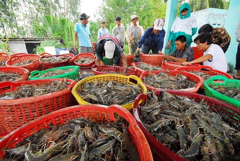 Sản lượng nuôi trồng thủy sản liên tục tăng trong các năm qua