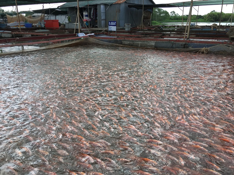 Nuôi trồng thủy sản của nước ta hiện nay đang có xu hướng phát triển