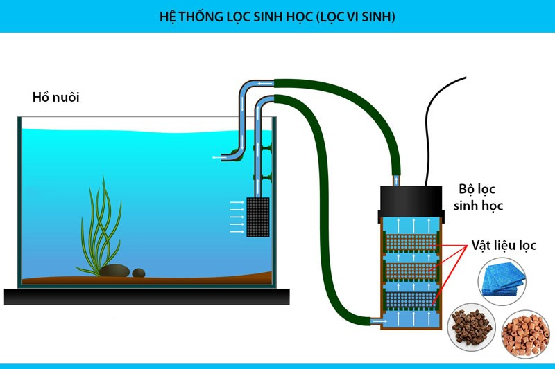 Hệ thống lọc vi sinh dành cho hồ cá