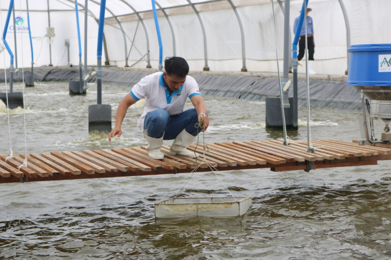 Nên bổ sung men vi sinh từ 5 đến 10 ngày sau khi thả tôm