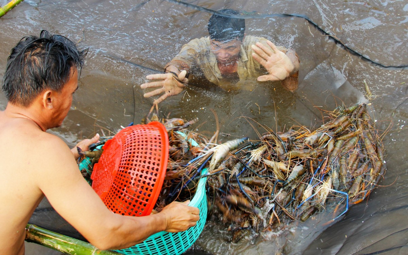 Ngành nuôi trồng thủy sản phát triển bền vững