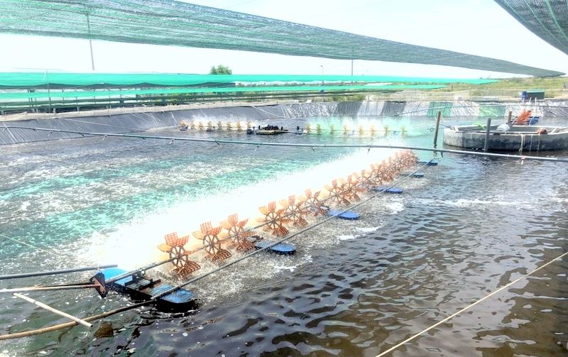 Nuôi tôm công nghệ cao 