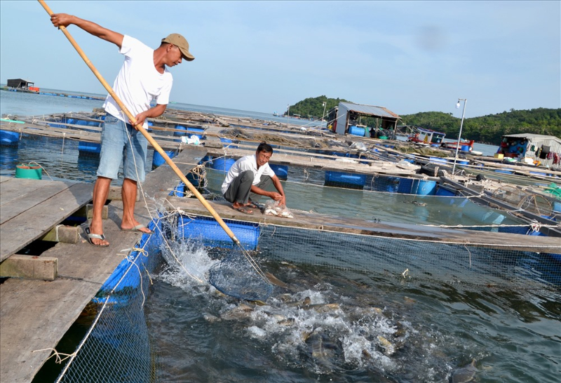 Hình thức nuôi thủy sản cao sản