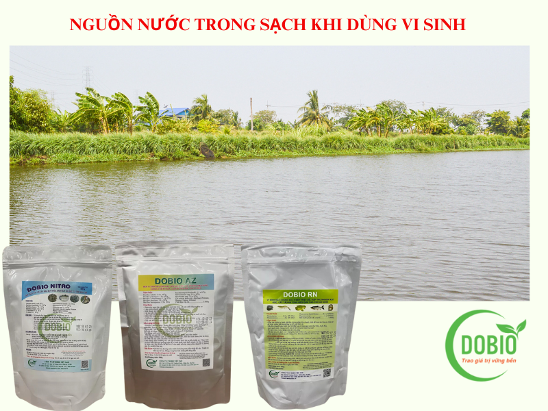 4 Lưu Ý Chăm Phòng Trị Bệnh Cá Trắm Cỏ Hiệu Quả Cao Chi Phí Thấp.