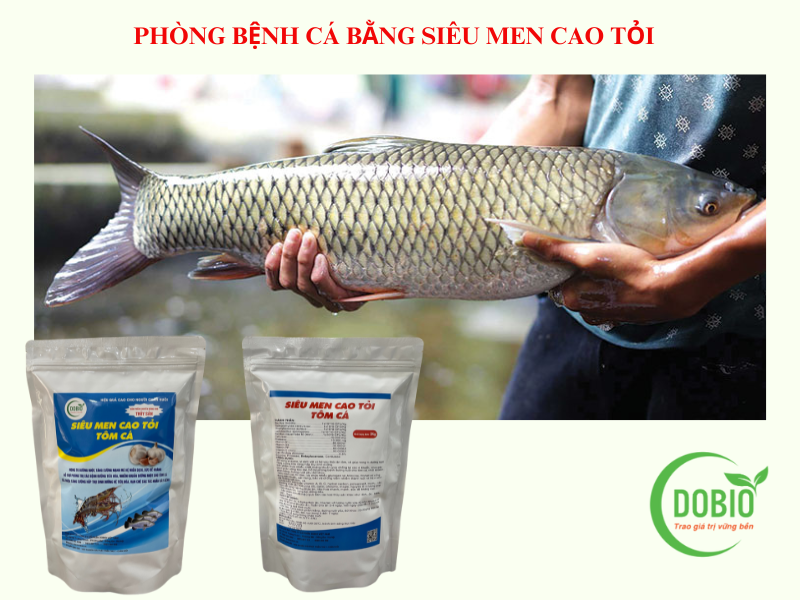 4 Lưu Ý Chăm Phòng Trị Bệnh Cá Trắm Cỏ Hiệu Quả Cao Chi Phí Thấp.