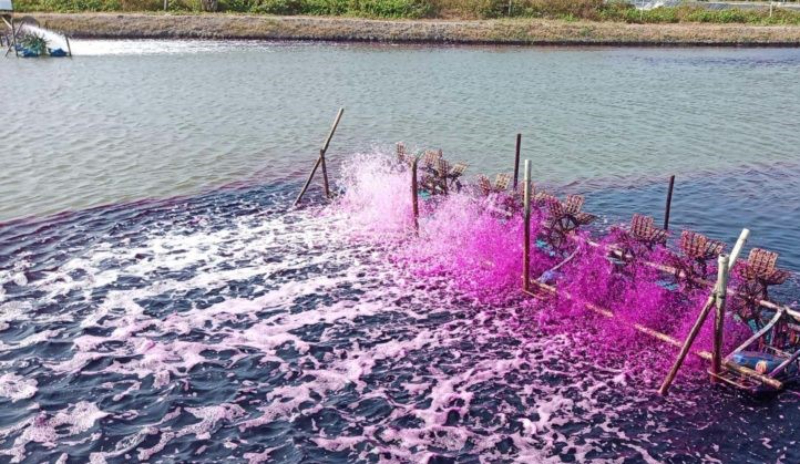 Thuốc tím có khả năng loại bỏ một số chất vô cơ