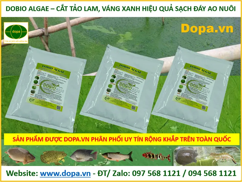 Sử dụng Dobio Algae để cắt tảo độc