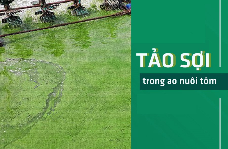 Tảo sợi trong ao nuôi tôm