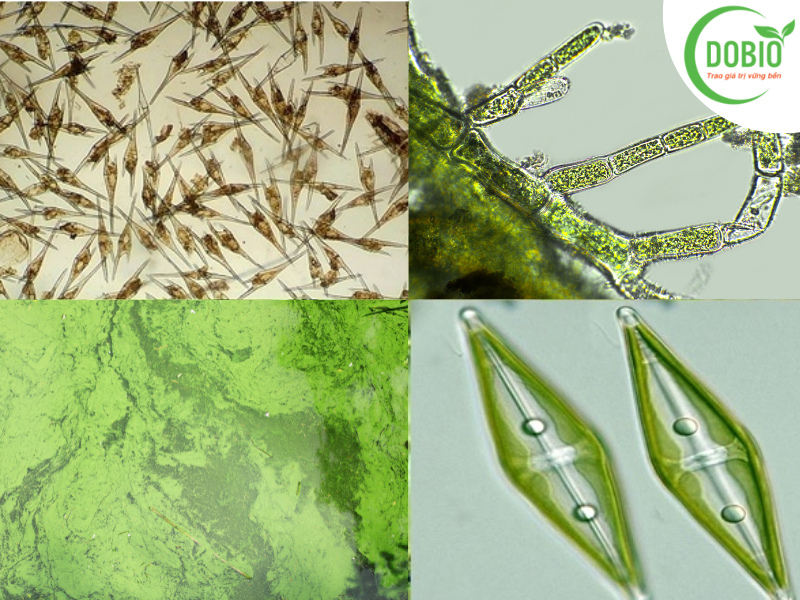 Tảo trong ngành nuôi tôm thâm canh: Lợi ích và nguy cơ đáng chú ý?