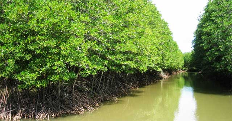 Rừng ngập mặn Việt Nam