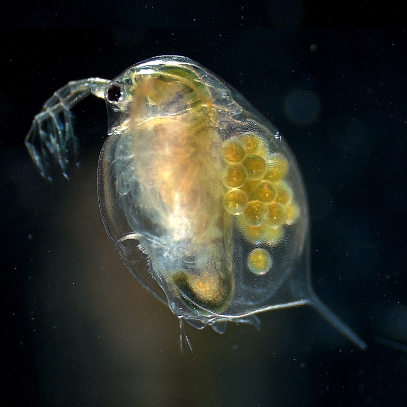 Daphnia