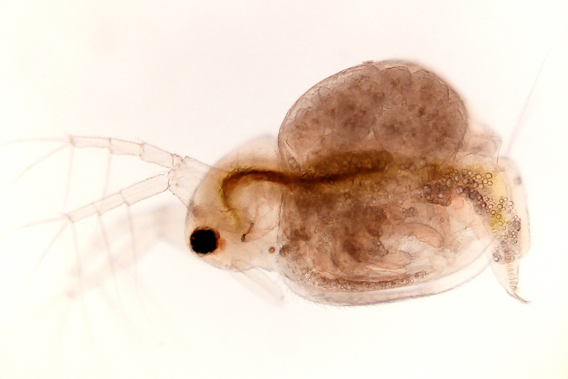 Daphnia có kích thước vô cùng nhỏ