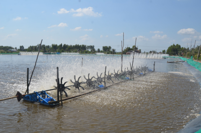 Vai trò của daphnia trong nuôi trồng thủy sản là vô cùng quan trọng