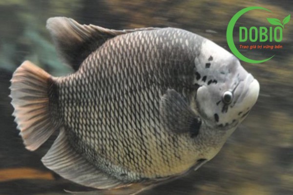 Hướng dẫn kỹ thuật nuôi cá tai tượng hiệu quả