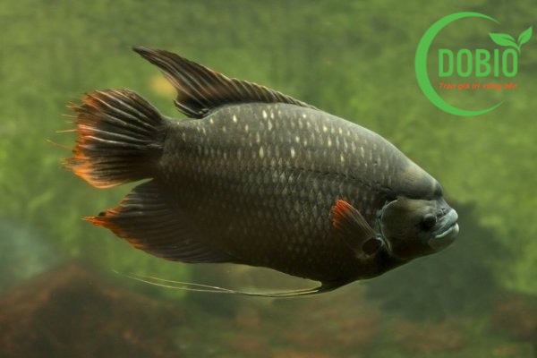 Hướng dẫn kỹ thuật nuôi cá tai tượng hiệu quả