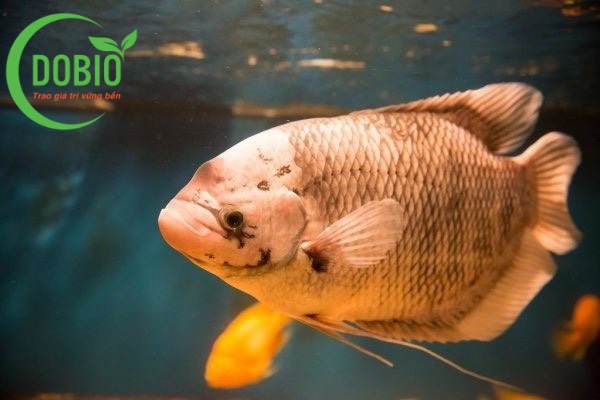 Hướng dẫn kỹ thuật nuôi cá tai tượng hiệu quả