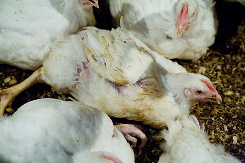 Nguyên nhân và triệu chứng của bệnh nấm phổi ở gà 