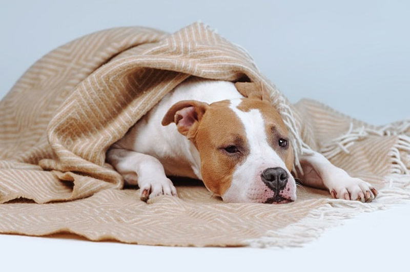 Bệnh bại liệt ở chó và phương pháp điều trị tốt nhất BETAVET VIET NAM Bệnh bại liệt ở chó và phương pháp điều trị tốt nhất BETAVET VIET NAM