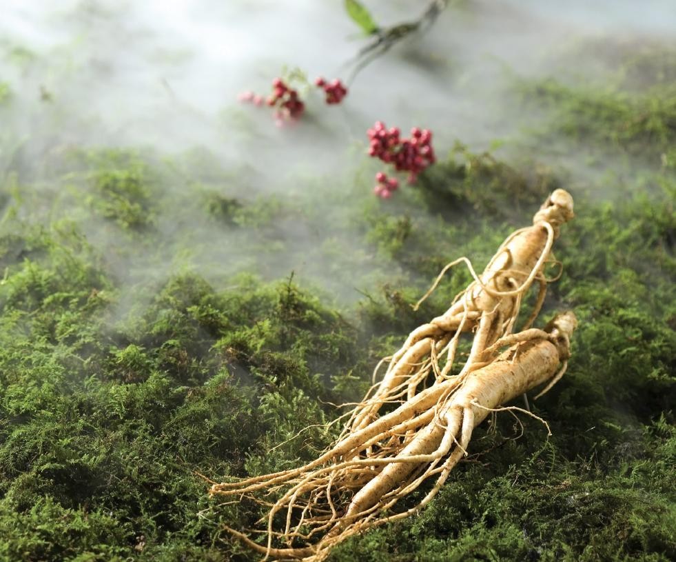 NHÂN SÂM HÀN QUỐC - Quà tặng quý giá từ thiên nhiên