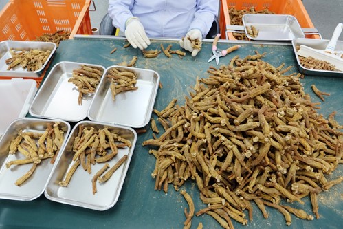 Hồng sâm - món quà quý bậc nhất dịp Tết của người Hàn Quốc