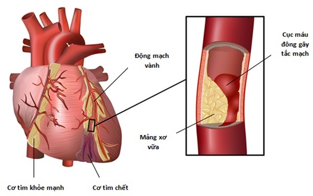 Tác dụng kỳ diệu của Hồng sâm Triều Tiên